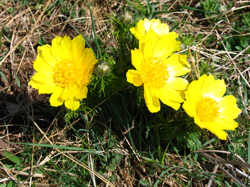 Adonis vernalis (Ruşcuţă-de-primăvară), Dealul Lempeş - Rezervaţie Naturală, Sânpetru, Braşov, România, 2006 (Foto: Bacea Anton)